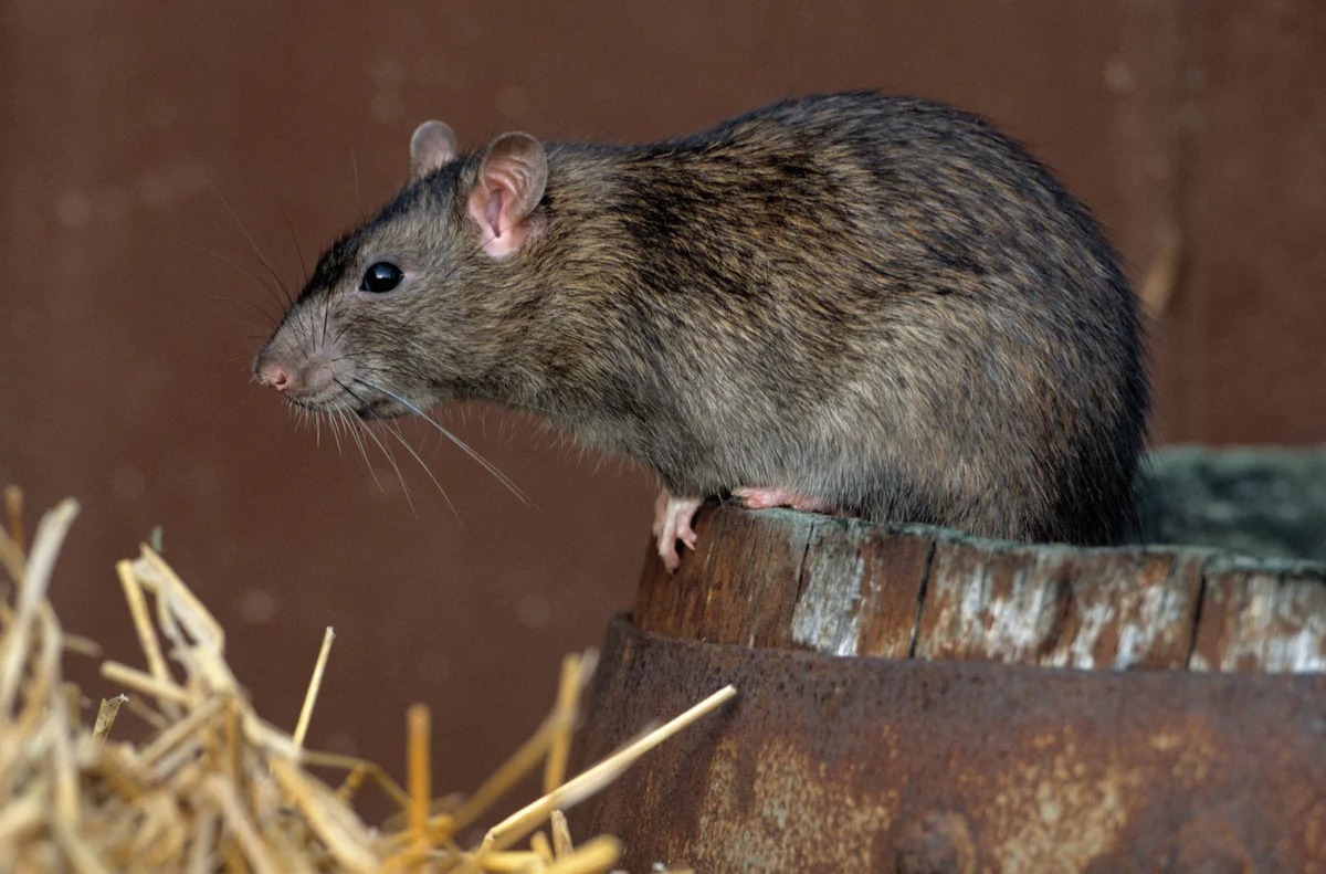 Уничтожение крыс и мышей в СПБ